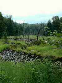 Large S beaver dam on mountain below Boreal Forest